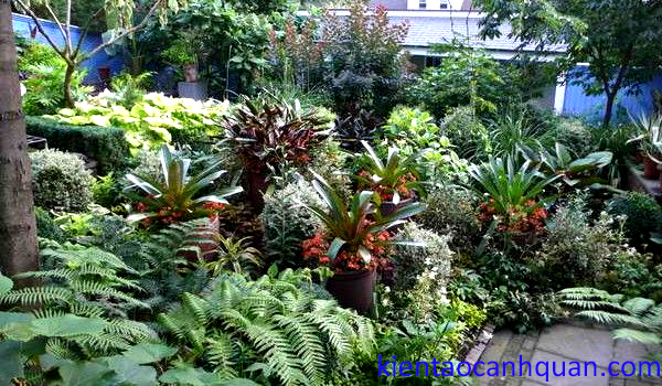 thiết kế sân vườn nhiệt đới 
