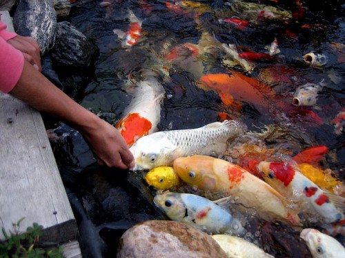 5 Kỹ thuật trong chăm sóc hồ cá Koi 