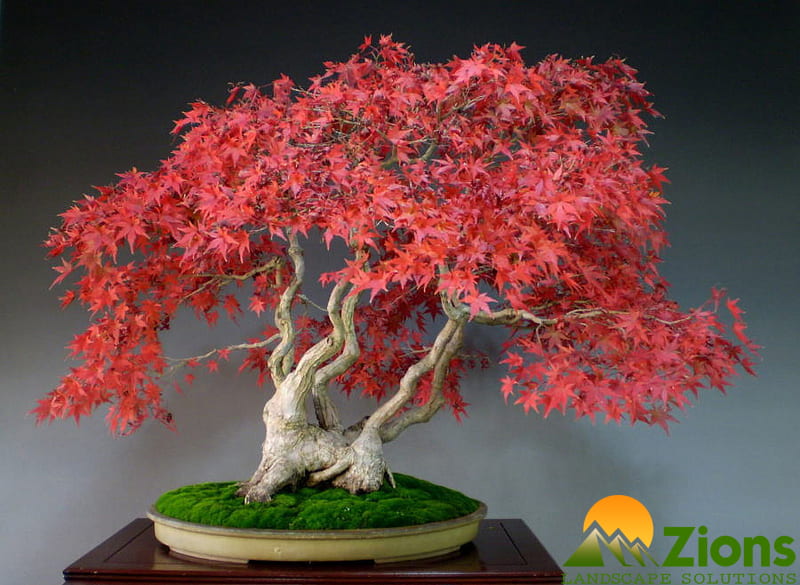 Cây Phong bonsai
