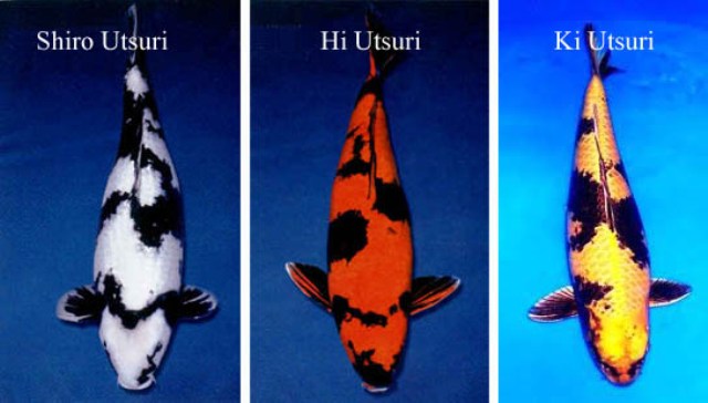 Top 5 loại cá Koi đẹp nhất trên thế giới hikari utsuri
