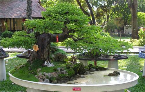sân vườn kiểu Nhật