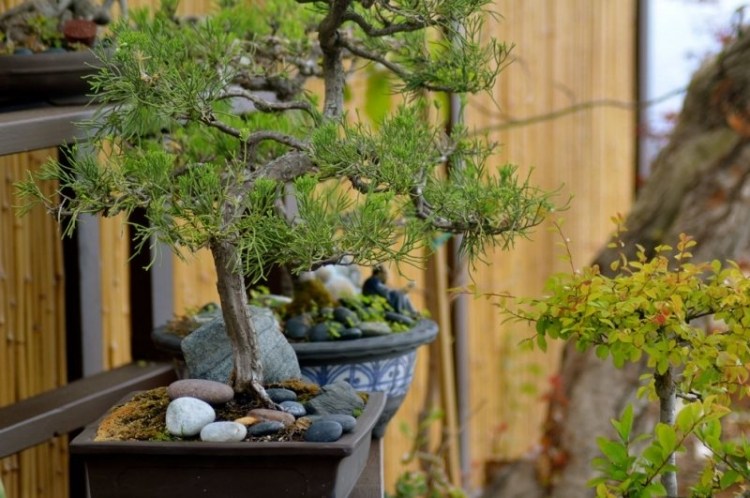 vườn Nhật Bản với cây bonsai